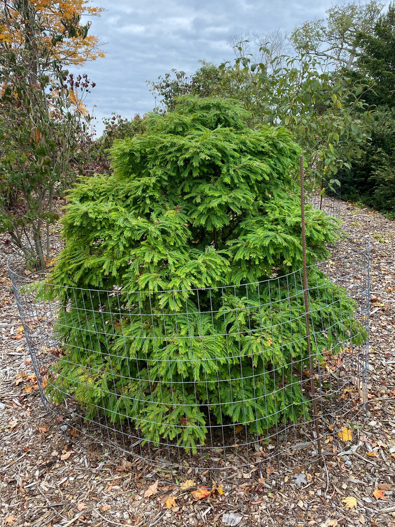 - Metasequoia glyptostroboides 'Daweswood Tawny Fleece'' Dwarf Dawes Arboretum WB Bronze Dawn Redwood - Mr Maple │ Buy Japanese Maple Trees