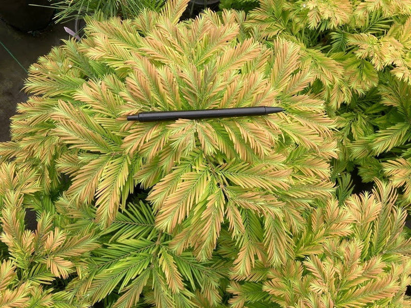 - Metasequoia glyptostroboides 'Daweswood Tawny Fleece'' Dwarf Dawes Arboretum WB Bronze Dawn Redwood - Mr Maple │ Buy Japanese Maple Trees