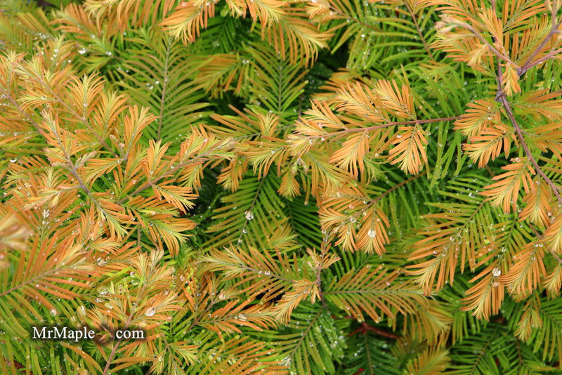 - Metasequoia glyptostroboides 'Daweswood Tawny Fleece'' Dwarf Dawes Arboretum WB Bronze Dawn Redwood - Mr Maple │ Buy Japanese Maple Trees