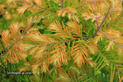 - Metasequoia glyptostroboides 'Daweswood Tawny Fleece'' Dwarf Dawes Arboretum WB Bronze Dawn Redwood - Mr Maple │ Buy Japanese Maple Trees