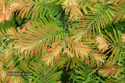 - Metasequoia glyptostroboides 'Daweswood Tawny Fleece'' Dwarf Dawes Arboretum WB Bronze Dawn Redwood - Mr Maple │ Buy Japanese Maple Trees