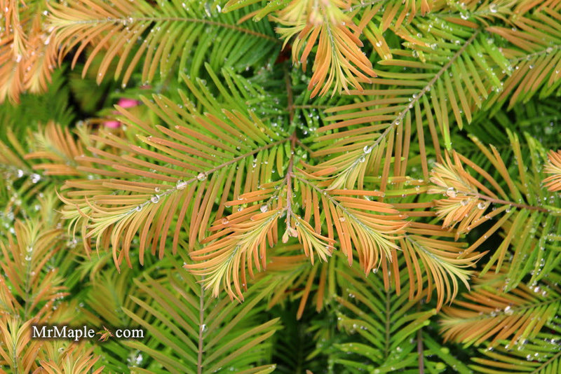 - Metasequoia glyptostroboides 'Daweswood Tawny Fleece'' Dwarf Dawes Arboretum WB Bronze Dawn Redwood - Mr Maple │ Buy Japanese Maple Trees