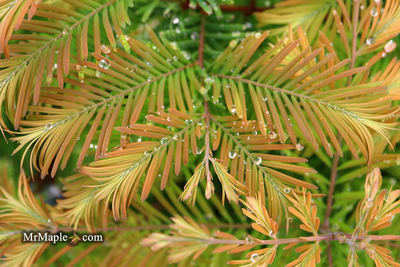 - Metasequoia glyptostroboides 'Daweswood Tawny Fleece'' Dwarf Dawes Arboretum WB Bronze Dawn Redwood - Mr Maple │ Buy Japanese Maple Trees