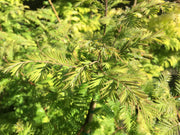 - Metasequoia glyptostroboides Dawn Redwood Tree - Mr Maple │ Buy Japanese Maple Trees