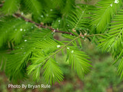 - Metasequoia glyptostroboides Dawn Redwood Tree - Mr Maple │ Buy Japanese Maple Trees