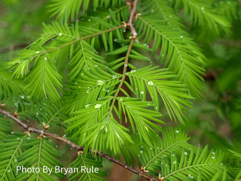 - Metasequoia glyptostroboides Dawn Redwood Tree - Mr Maple │ Buy Japanese Maple Trees