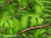 - Metasequoia glyptostroboides Dawn Redwood Tree - Mr Maple │ Buy Japanese Maple Trees