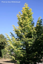 - Metasequoia glyptostroboides 'Gold Rush' Golden Dawn Redwood - Mr Maple │ Buy Japanese Maple Trees