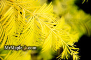 - Metasequoia glyptostroboides 'Gold Rush' Golden Dawn Redwood - Mr Maple │ Buy Japanese Maple Trees