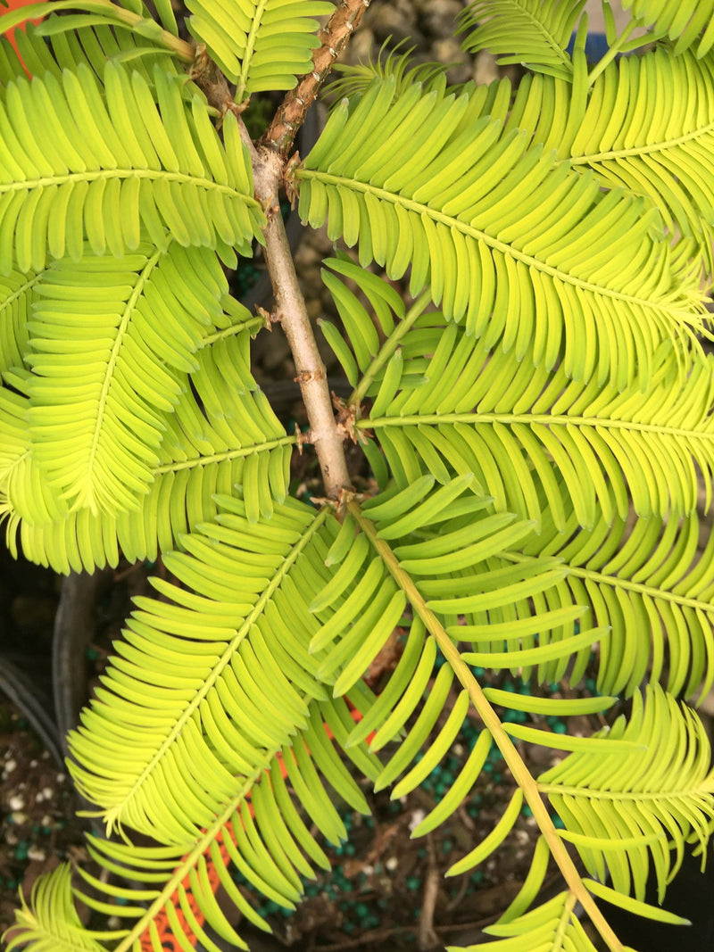 - Metasequoia glyptostroboides 'Gold Rush' Golden Dawn Redwood - Mr Maple │ Buy Japanese Maple Trees