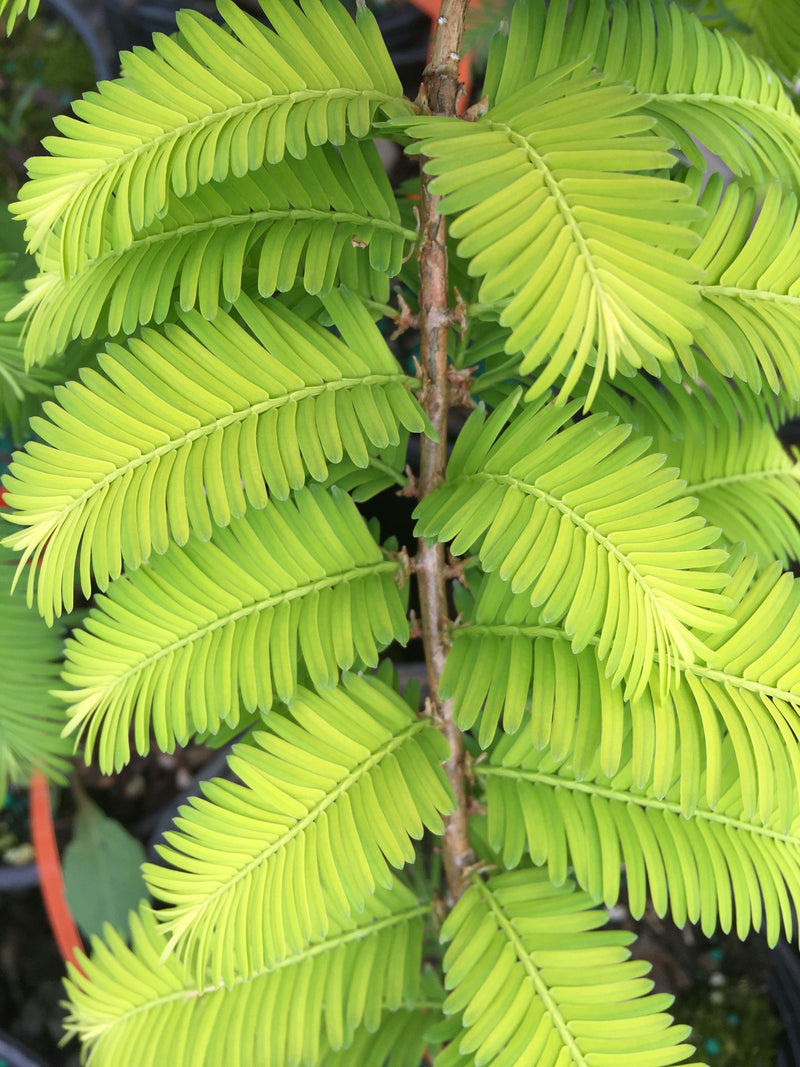 - Metasequoia glyptostroboides 'Gold Rush' Golden Dawn Redwood - Mr Maple │ Buy Japanese Maple Trees