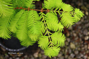 - Metasequoia glyptostroboides 'Gold Rush' Golden Dawn Redwood - Mr Maple │ Buy Japanese Maple Trees