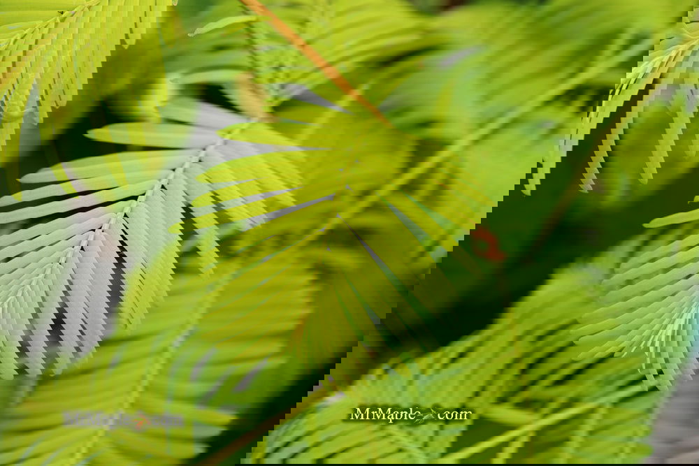 Buy Metasequoia glyptostroboides 'Gold Rush' Golden Dawn Redwood