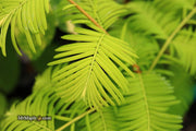 - Metasequoia glyptostroboides 'Gold Rush' Golden Dawn Redwood - Mr Maple │ Buy Japanese Maple Trees
