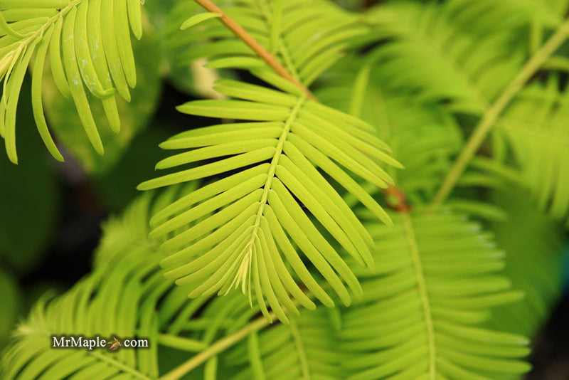 - Metasequoia glyptostroboides 'Gold Rush' Golden Dawn Redwood - Mr Maple │ Buy Japanese Maple Trees