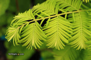 - Metasequoia glyptostroboides 'Gold Rush' Golden Dawn Redwood - Mr Maple │ Buy Japanese Maple Trees