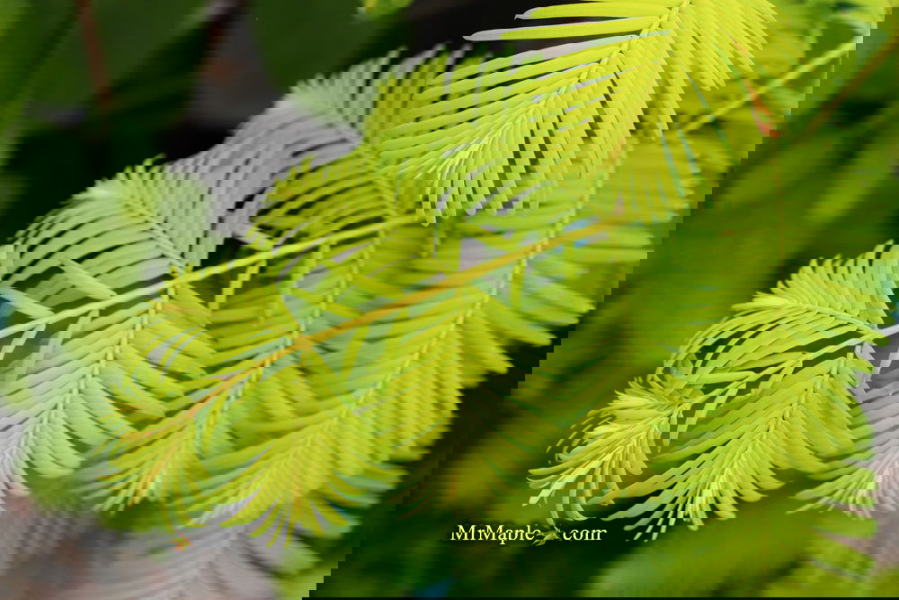 Buy Metasequoia glyptostroboides 'Gold Rush' Golden Dawn Redwood