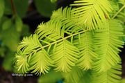 - Metasequoia glyptostroboides 'Gold Rush' Golden Dawn Redwood - Mr Maple │ Buy Japanese Maple Trees