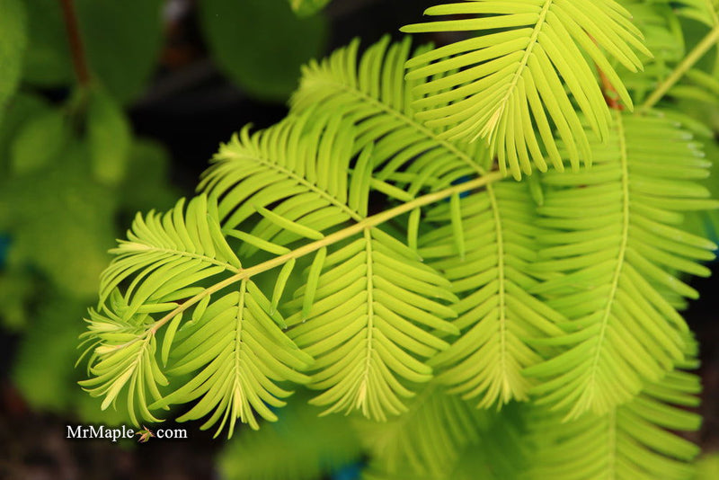- Metasequoia glyptostroboides 'Gold Rush' Golden Dawn Redwood - Mr Maple │ Buy Japanese Maple Trees