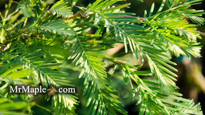 - Metasequoia glyptostroboides 'Jack Frost' Variegated Dawn Redwood - Mr Maple │ Buy Japanese Maple Trees