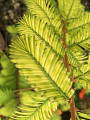 - Metasequoia glyptostroboides 'Little Creamy' Variegated Dawn Redwood - Mr Maple │ Buy Japanese Maple Trees