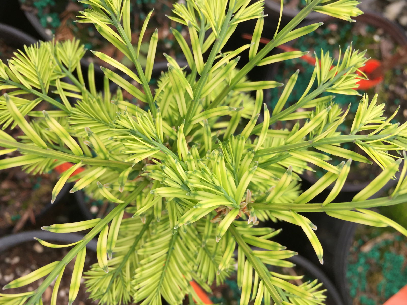 Buy Metasequoia glyptostroboides 'Little Creamy' Variegated Dawn