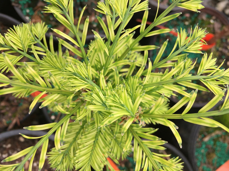 - Metasequoia glyptostroboides 'Little Creamy' Variegated Dawn Redwood - Mr Maple │ Buy Japanese Maple Trees