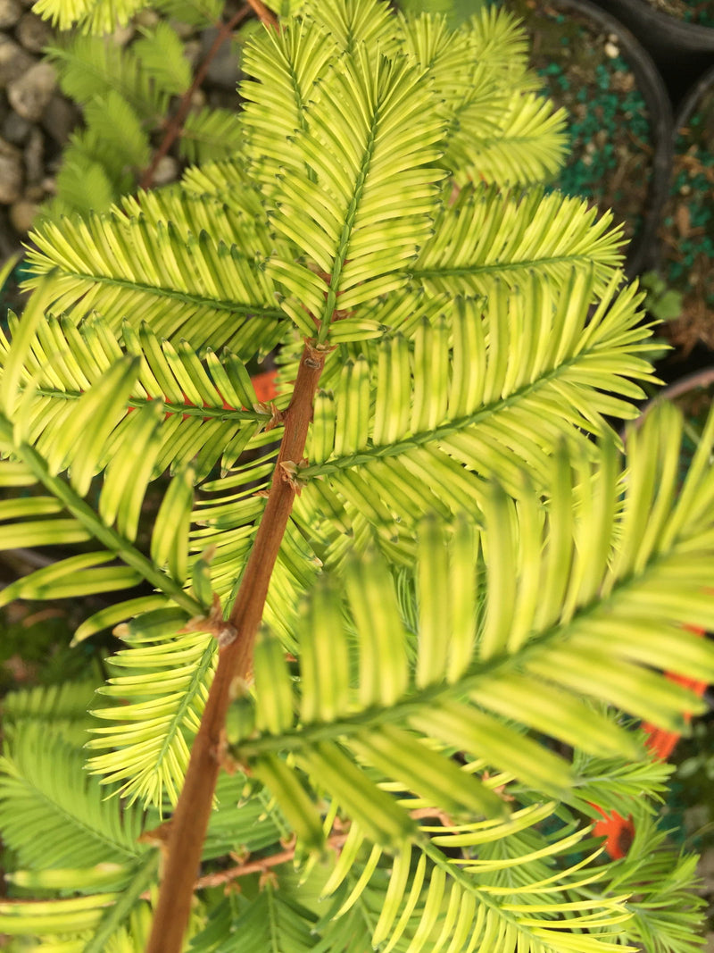 - Metasequoia glyptostroboides 'Little Creamy' Variegated Dawn Redwood - Mr Maple │ Buy Japanese Maple Trees