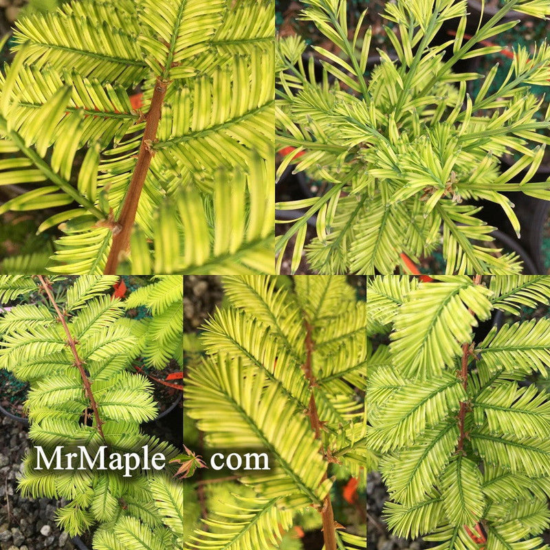 - Metasequoia glyptostroboides 'Little Creamy' Variegated Dawn Redwood - Mr Maple │ Buy Japanese Maple Trees