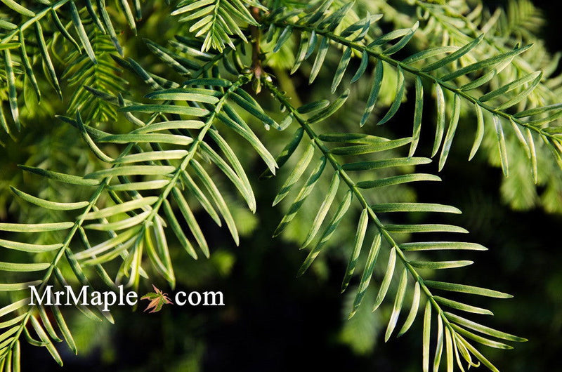 - Metasequoia glyptostroboides 'Little Creamy' Variegated Dawn Redwood - Mr Maple │ Buy Japanese Maple Trees