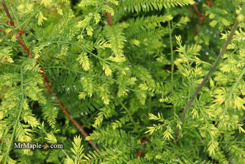- Metasequoia glyptostroboides 'Little Creamy' Variegated Dawn Redwood - Mr Maple │ Buy Japanese Maple Trees