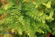- Metasequoia glyptostroboides 'Little Creamy' Variegated Dawn Redwood - Mr Maple │ Buy Japanese Maple Trees
