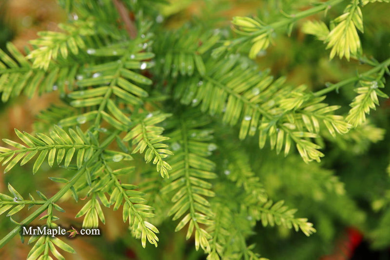- Metasequoia glyptostroboides 'Little Creamy' Variegated Dawn Redwood - Mr Maple │ Buy Japanese Maple Trees