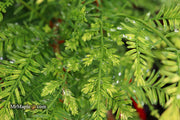- Metasequoia glyptostroboides 'Little Creamy' Variegated Dawn Redwood - Mr Maple │ Buy Japanese Maple Trees