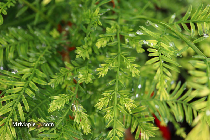 - Metasequoia glyptostroboides 'Little Creamy' Variegated Dawn Redwood - Mr Maple │ Buy Japanese Maple Trees