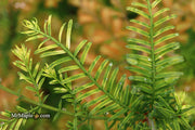 - Metasequoia glyptostroboides 'Little Creamy' Variegated Dawn Redwood - Mr Maple │ Buy Japanese Maple Trees