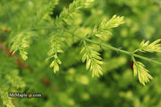 - Metasequoia glyptostroboides 'Little Creamy' Variegated Dawn Redwood - Mr Maple │ Buy Japanese Maple Trees