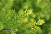 - Metasequoia glyptostroboides 'Little Creamy' Variegated Dawn Redwood - Mr Maple │ Buy Japanese Maple Trees