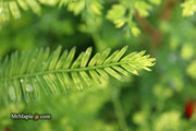 - Metasequoia glyptostroboides 'Little Creamy' Variegated Dawn Redwood - Mr Maple │ Buy Japanese Maple Trees