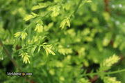 - Metasequoia glyptostroboides 'Little Creamy' Variegated Dawn Redwood - Mr Maple │ Buy Japanese Maple Trees