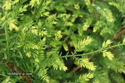- Metasequoia glyptostroboides 'Little Creamy' Variegated Dawn Redwood - Mr Maple │ Buy Japanese Maple Trees