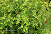 - Metasequoia glyptostroboides 'Little Creamy' Variegated Dawn Redwood - Mr Maple │ Buy Japanese Maple Trees