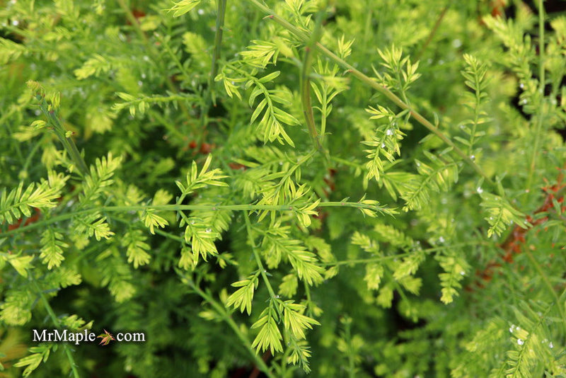 - Metasequoia glyptostroboides 'Little Creamy' Variegated Dawn Redwood - Mr Maple │ Buy Japanese Maple Trees