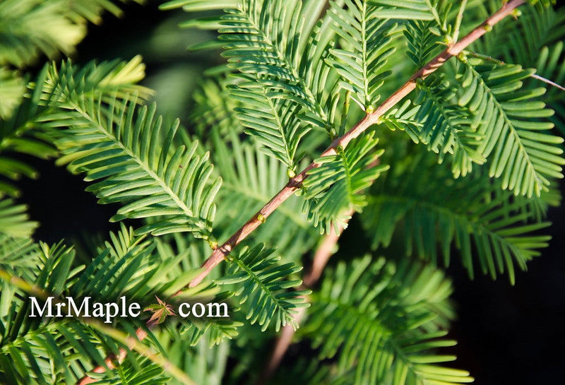 - Metasequoia glyptostroboides 'Little Giant' Rare Dawn Redwood - Mr Maple │ Buy Japanese Maple Trees