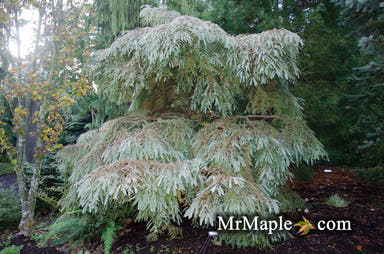 - Metasequoia glyptostroboides 'Miss Grace' Weeping Dwarf Dawn Redwood - Mr Maple │ Buy Japanese Maple Trees