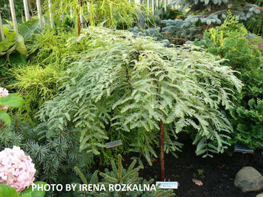 - Metasequoia glyptostroboides 'Miss Grace' Weeping Dwarf Dawn Redwood - Mr Maple │ Buy Japanese Maple Trees