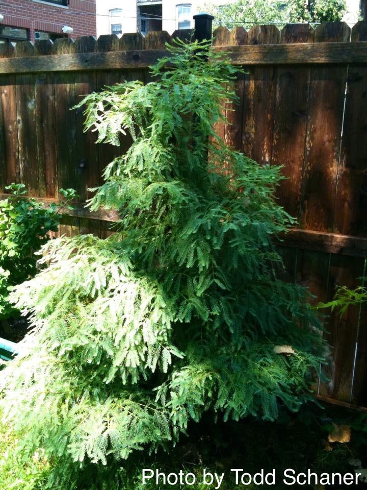 - Metasequoia glyptostroboides 'Miss Grace' Weeping Dwarf Dawn Redwood - Mr Maple │ Buy Japanese Maple Trees