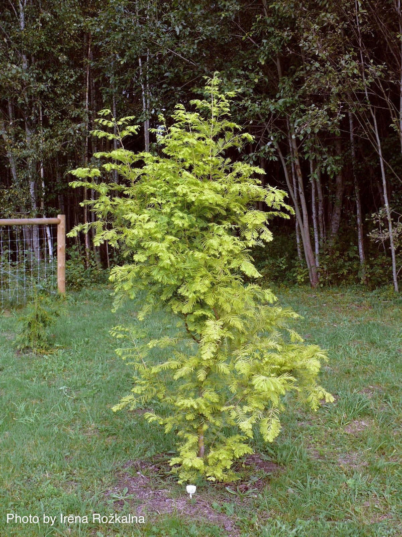 - Metasequoia glyptostroboides 'Nitschke Cream' Variegated Dawn Redwood - Mr Maple │ Buy Japanese Maple Trees