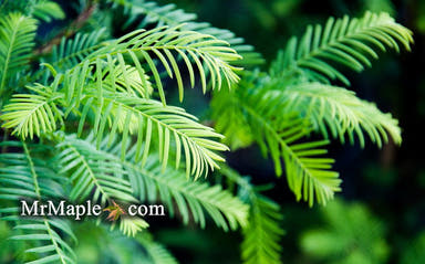 - Metasequoia glyptostroboides 'Nitschke Cream' Variegated Dawn Redwood - Mr Maple │ Buy Japanese Maple Trees