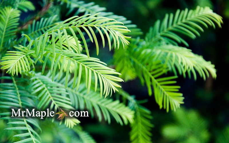 - Metasequoia glyptostroboides 'Nitschke Cream' Variegated Dawn Redwood - Mr Maple │ Buy Japanese Maple Trees